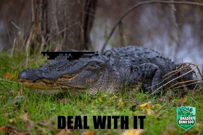 gator